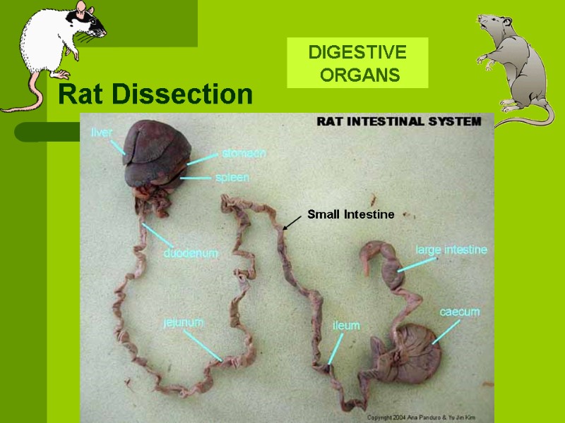 Rat Dissection DIGESTIVE  ORGANS  Small Intestine